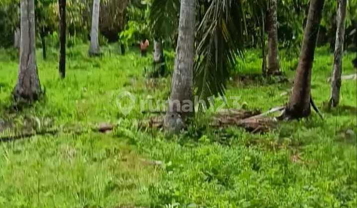 Pasti Deal Di Jual Tanah Pinggir Jalan Utama Lokasi Lalanglinggah Tabanan Bali 