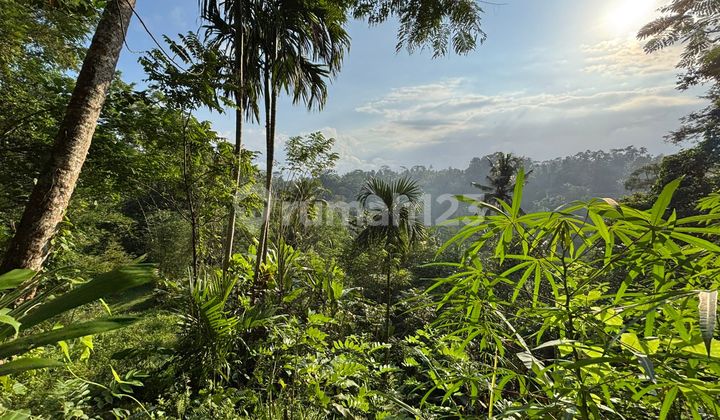 Pasti Deal Di Sewakan Tanah Lokasi Tampaksiring Gianyar Bali 