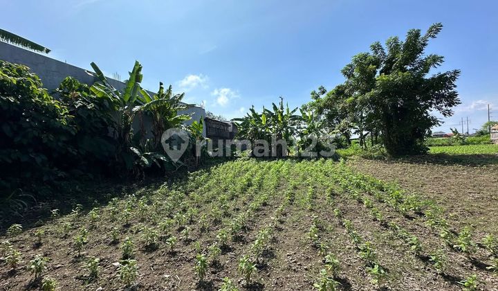 Pasti Deal di Sewakan Tanah Lokasi Jalan Utama Sedap Malam Kesiman Denpasar Timur Bali Pasti Deal di Sewakan Tanah Lokasi Jalan Utama Sedap Malam Kesiman Denpasar Timur Bali