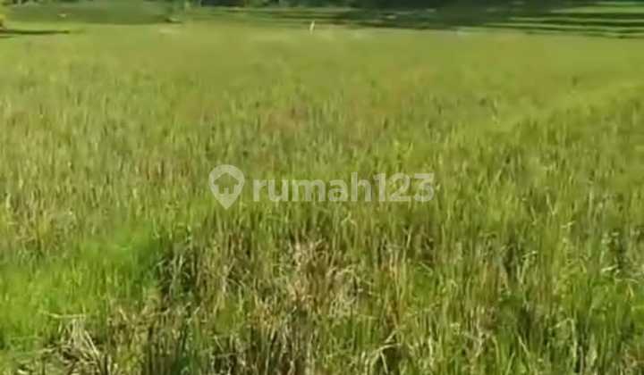 Sure Deal Land for Sale with Eternal Rice Field View, Location: Selemadeg Village, Tabanan, Bali.