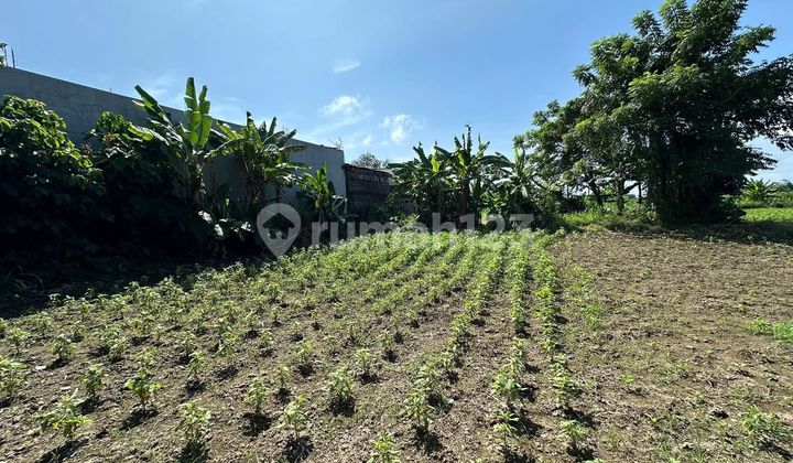 Pasti Deal di Sewakan Tanah Lokasi Jalan Utama Sedap Malam Kesiman Denpasar Timur Bali