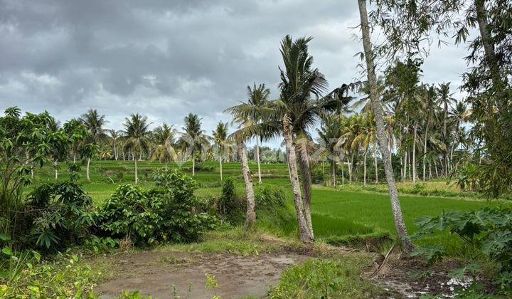 Pasti Deal Di Jual Tanah View Sawah Dekat Jalan Utama Lokasi Teges Ubud Gianyar Bali Pasti Deal Di Jual Tanah View Sawah Dekat Jalan Utama Lokasi Teges Ubud Gianyar Bali