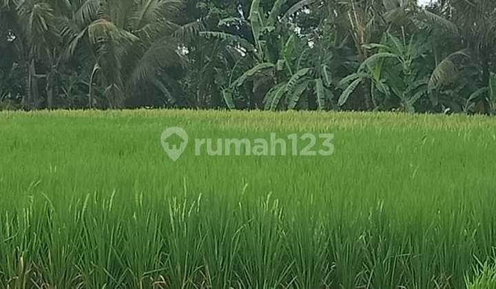 Sure Deal Land for Rent Location Tegallalang Ubud Gianyar Bali Sure Deal Land for Rent Location Tegallalang Ubud Gianyar Bali