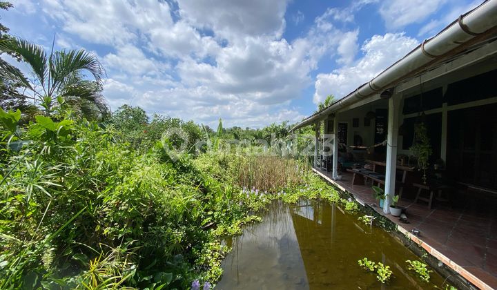 Pasti Deal Di Jual Tanah Bonus Bangunan Villa View Sawah Lokasi Padonan Canggu Bali