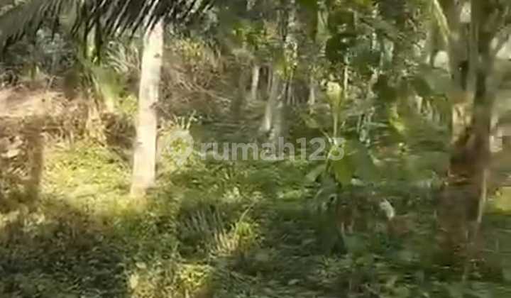 Deal! Land for Sale with Rice Field View in Pejeng, Ubud, Gianyar, Bali Deal! Land for Sale with Rice Field View in Pejeng, Ubud, Gianyar, Bali