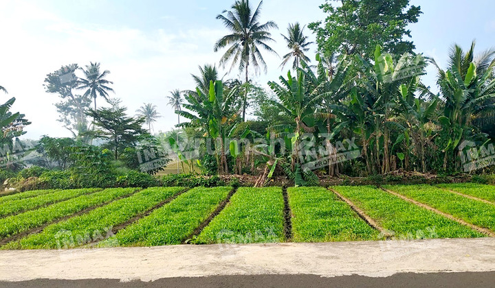 Land for Sale in Pucangsongo, Pakis, Malang Land for Sale in Pucangsongo, Pakis, Malang