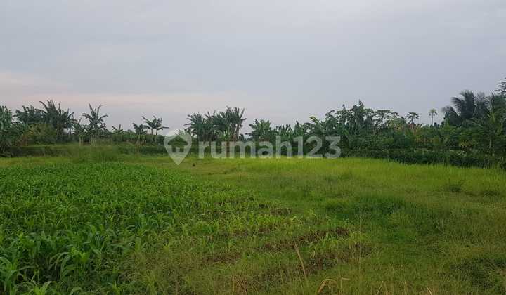 Kavling Strategis 10 Menit Stasiun Cigombong Bonus Lm 10 Gr