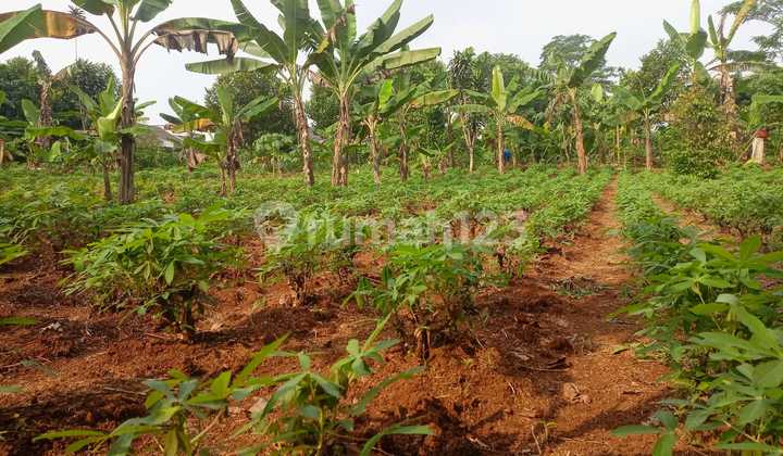 Kavling Free SHM 8 Menit Situ Tonjong Lokasi Prospektif Harga Termurah Kavling Free SHM 8 Menit Situ Tonjong Lokasi Prospektif Harga Termurah