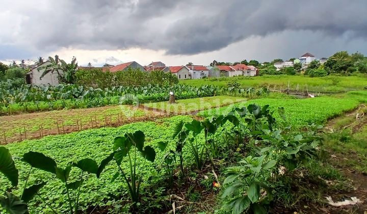 Strategic Land Plot 10 Minutes to Cilebut Station Discount 25 Million Strategic Land Plot 10 Minutes to Cilebut Station Discount 25 Million