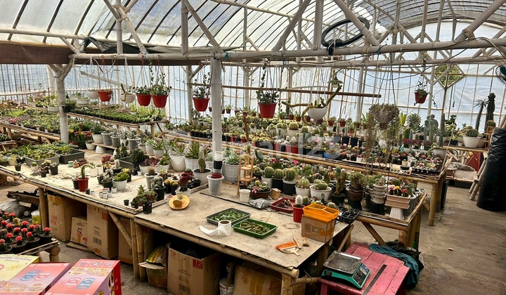 Dijual Cepat Dan Murah Rumah/villa Eksklusif Full Furnish + Bonus Kantor Usaha Agribisnis Aktif Di Lembang, Bandung Dijual Cepat Dan Murah Rumah/villa Eksklusif Full Furnish + Bonus Kantor Usaha Agribisnis Aktif Di Lembang, Bandung