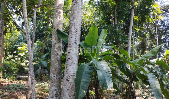 Tanah Murah Siap Bangun Hunian di Gunung Pati Semarang 2