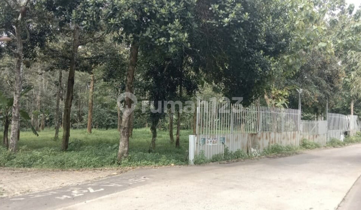 Dijual Tanah Lokasi Menarik Cocok untuk Perkebunan 1