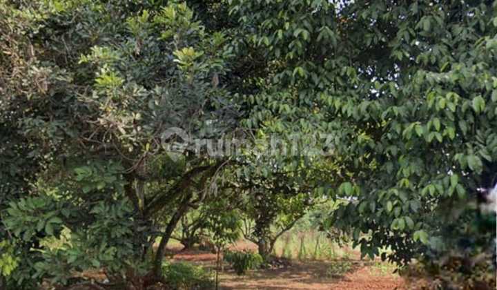 1jt Tanah Padat Kampung Cigelam Bekaai 3.568m² Investasi Panjang