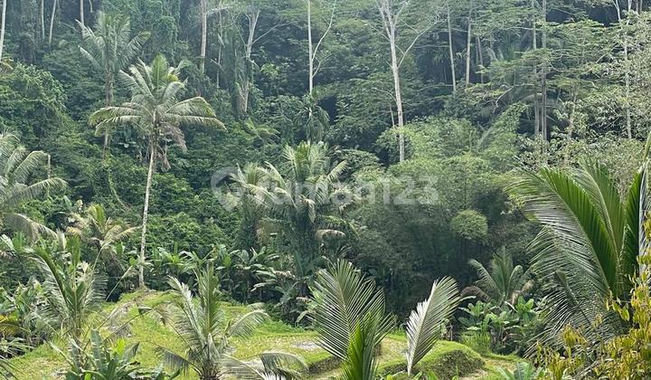 Tanah Jual Lokasi Kedisan