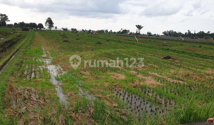 Land for Sale in Buleleng Location