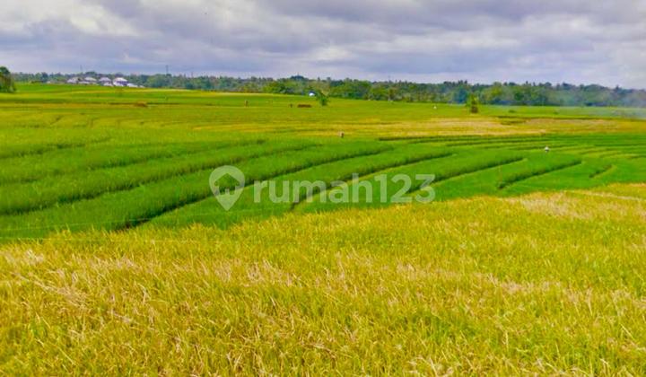 Tanah Desa Tegal Mengkeb Tabanan Bali, Zona Kuning Tanah Desa Tegal Mengkeb Tabanan Bali, Zona Kuning