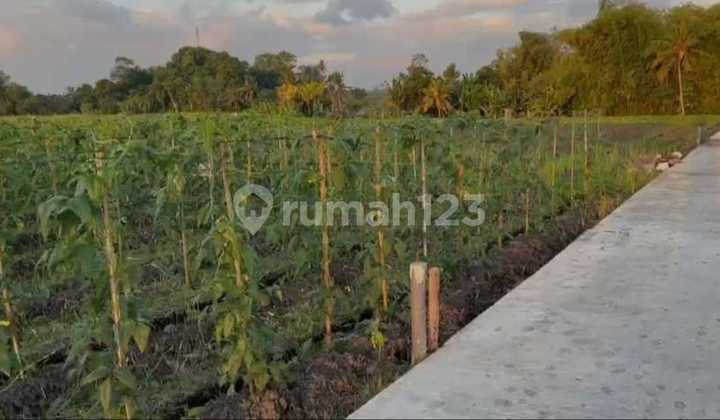 Tanah Premium Dekat ke Pantai Kedungu Tabanan Bali Tanah Premium Dekat ke Pantai Kedungu Tabanan Bali