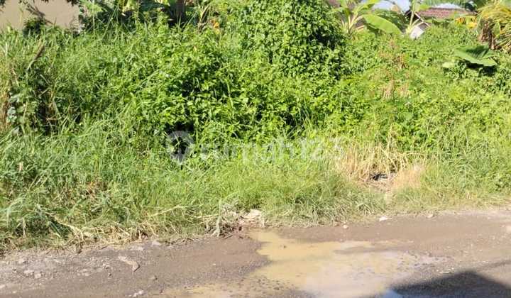 Tanah Itr Kuning Siap Bangun Pemaron Munggu Badung Bali
