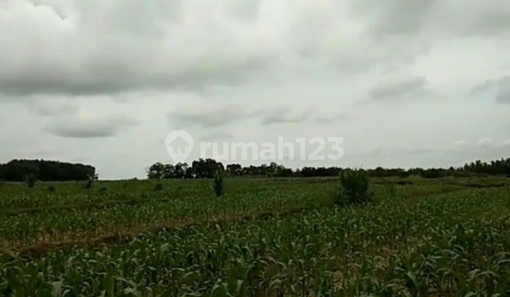Good Extensive Land for Agriculture East Lampung