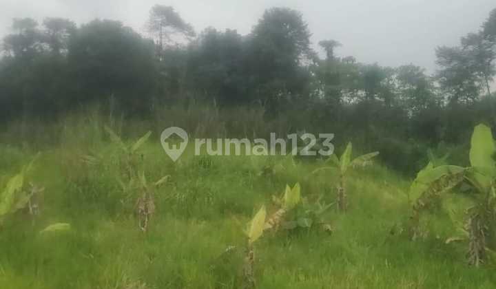 Lahan Luas Bagus Untuk Villa Dan Beternak Lahan Luas Bagus Untuk Villa Dan Beternak