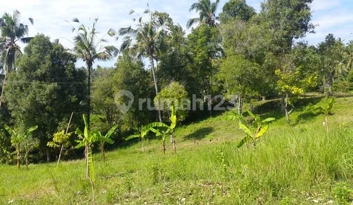 Land for Sale with Durian, Coffee, Clove
