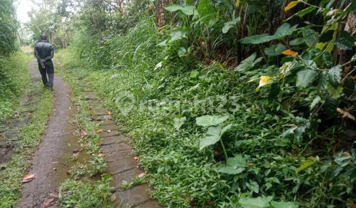 Kebun Kopi Yang Sudahh Menghasilkan Dan Lokasinya Super Strategis Tanah