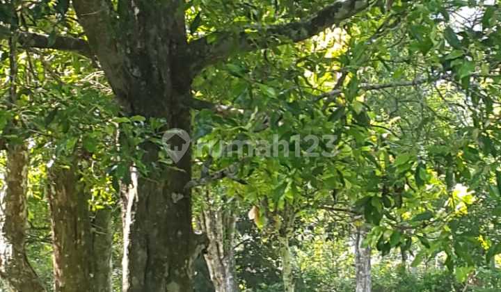 Land for Sale with Durian, Coffee, Clove