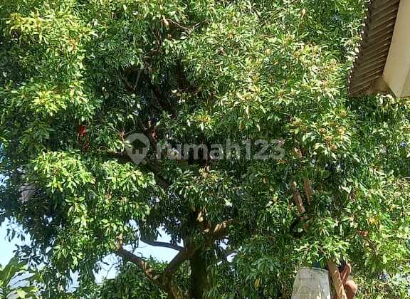 Jual Segera Villa Bagus Di Pamijahan Bogor