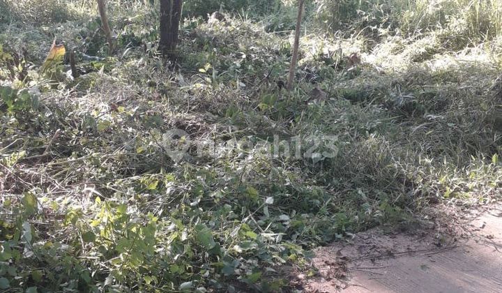 Dijual Tanah Kebun di Tanjung Lesung