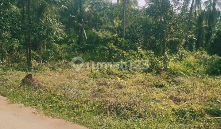 Dijual Tanah Kebun di Tanjung Lesung Dijual Tanah Kebun di Tanjung Lesung