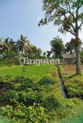 Land for Sale in Situ Ilir, Cibungbulang