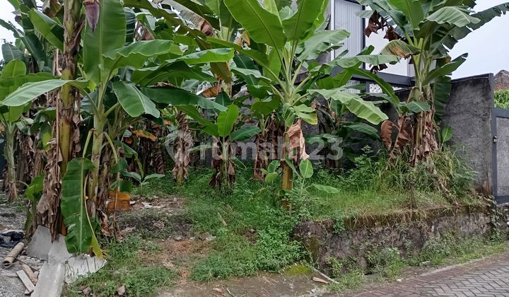 Invest Tanah Mangunharjo Dekat Undip Dan Wongsonegoro 2