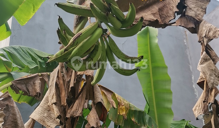 HOUSE WITH 302 sqm LAND AREA, HAS A GARDEN 2