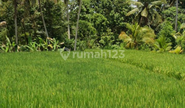Land for leasehold in Lodtunduh Ubud with rice fields view Land for leasehold in Lodtunduh Ubud with rice fields view