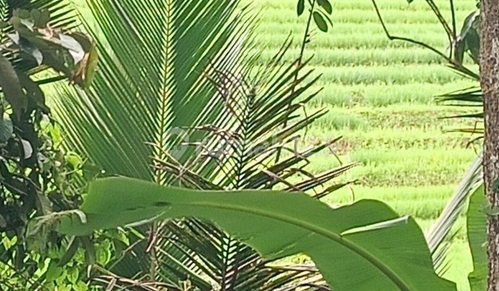 Kebun Durian Dan Manggis View Sawah Di Belimbing Tabanan Bali 1