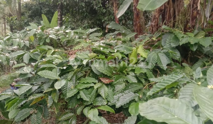 Land near Bali Buda Ungasan and the main road Uluwatu Bali