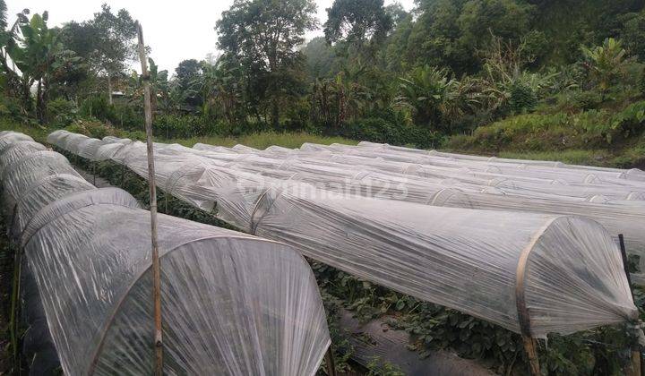 Tanah kebun 3 kilometer dari Munduk Moding Bali 3