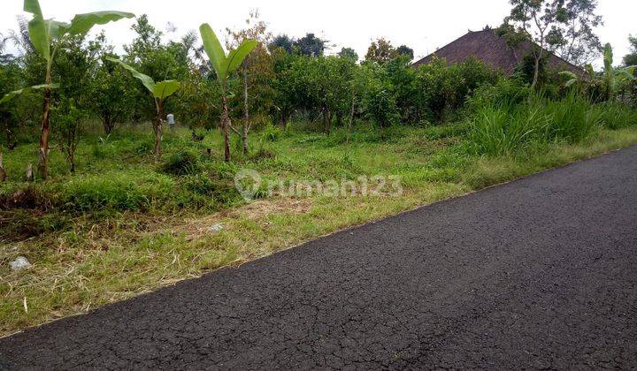 Kebun jeruk di Kintamani Bali dekat Buahan Kaja Payangan Gianyar 1