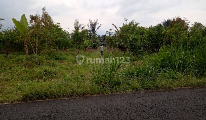 Kebun jeruk di Kintamani Bali dekat Buahan Kaja Payangan Gianyar 2