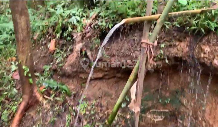 Kebun Kopi di Sanda Pupuan dekat Sava Eco Retreat Bali 1