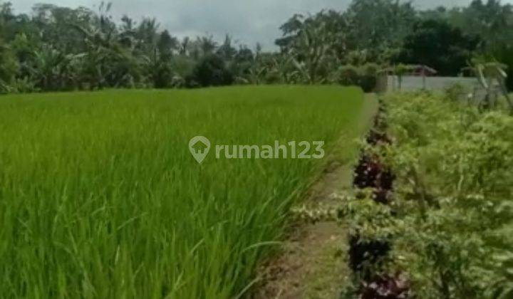 Dijual sawah organik dekat Sanda Plantation Hideaway Bali 1