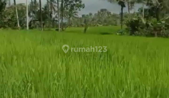 Dijual sawah organik dekat Sanda Plantation Hideaway Bali 2