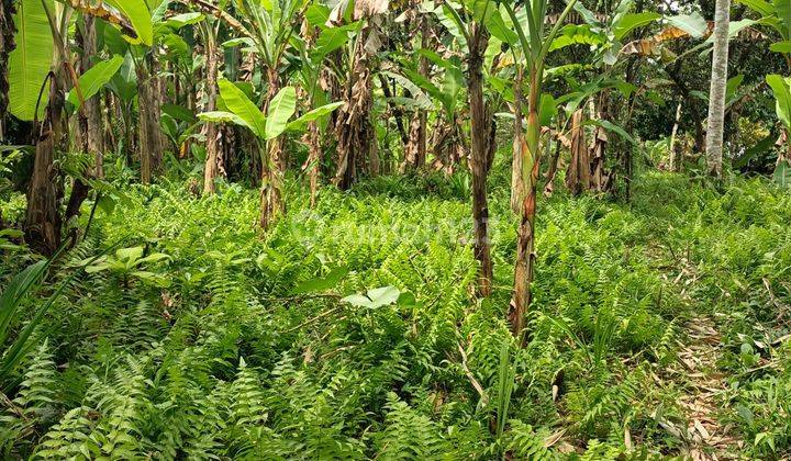 Tanah Yellow Zone jungle view 20 minutes from Central Ubud Bali 2