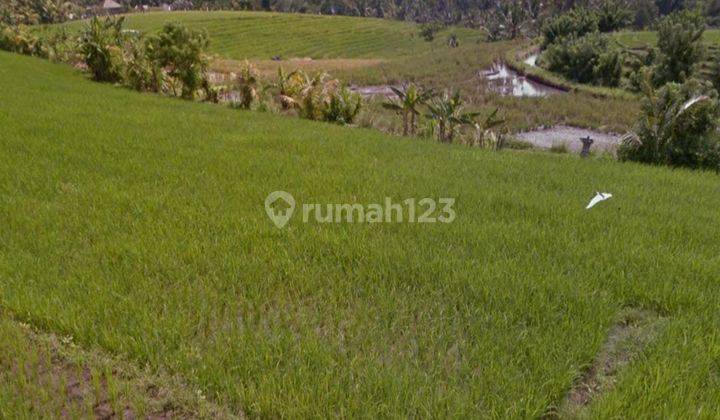 Tanah sawah di Selemadeg Timur Tabanan Bali 2