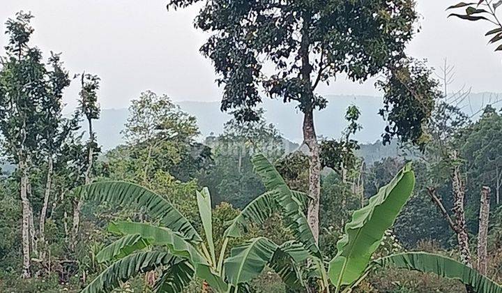 Land with mountain and valley views near Villa Alpha Gesing Munduk 2