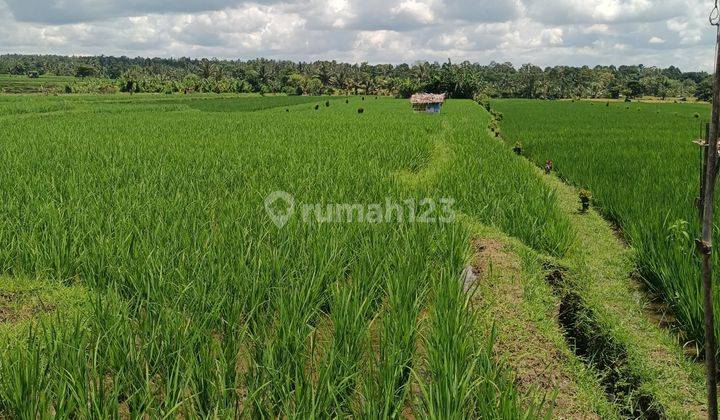 Low price rice field land in Penebel Tabanan Bali 1