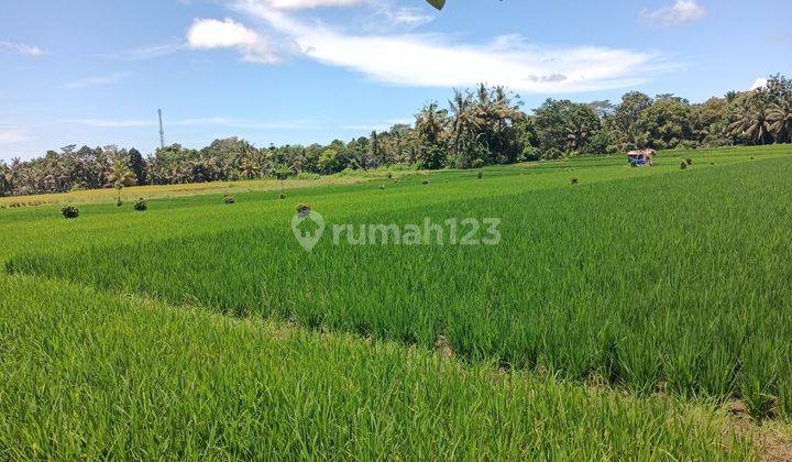 Low price rice field land in Penebel Tabanan Bali 2