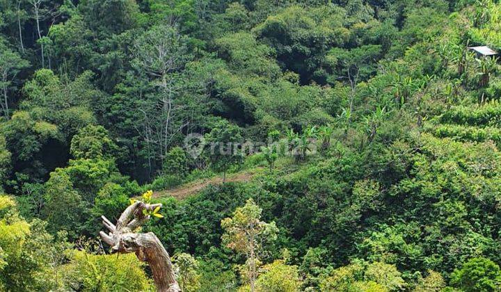 Tanah Kebun view jungle di Kintamani Bali 1