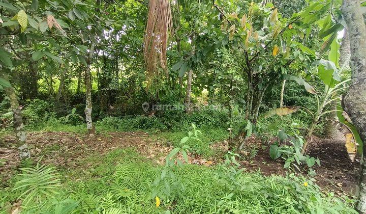 Tanah view sawah terasering 25 kilometer dari Canggu Bali 2