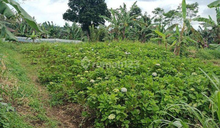 Tanah perkebunan 3 kilometer dari Munduk Moding Bali 1